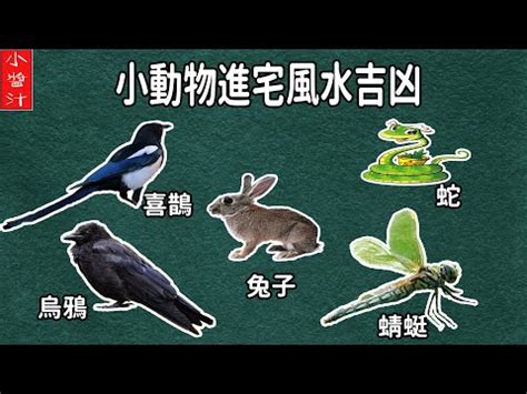 蜻蜓入 屋 風水|【蜻蜓入屋風水】蜻蜓入屋風水大解碼！飛進家裡原來。